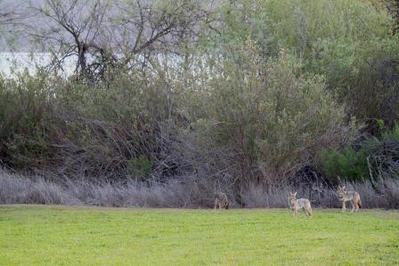 Lake Casitas Recreation FAQ