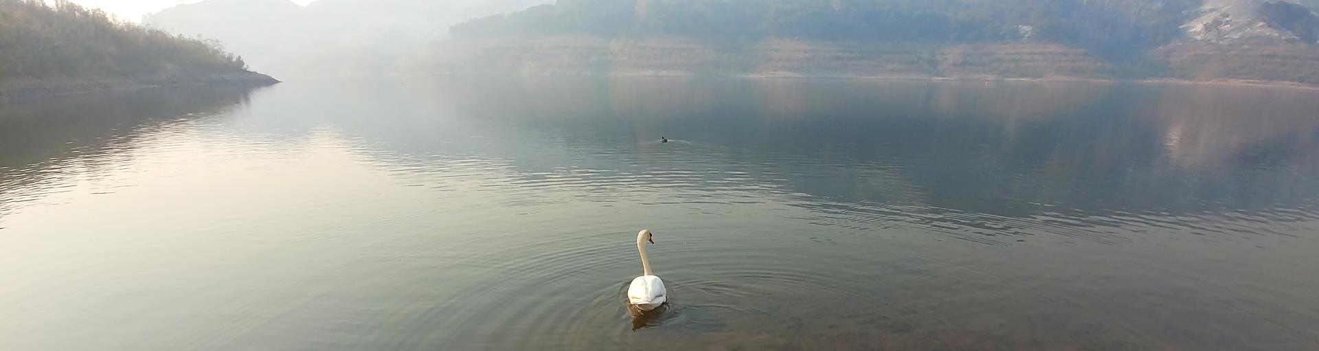 A swan at Lake Casitas