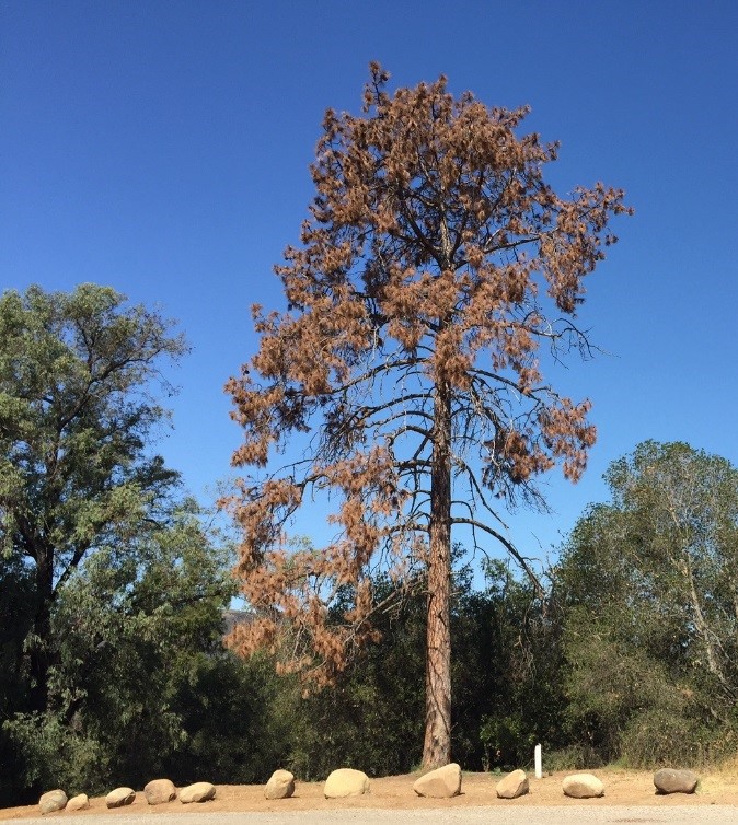 Dead tree